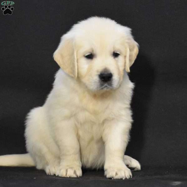 Jewel, English Cream Golden Retriever Puppy